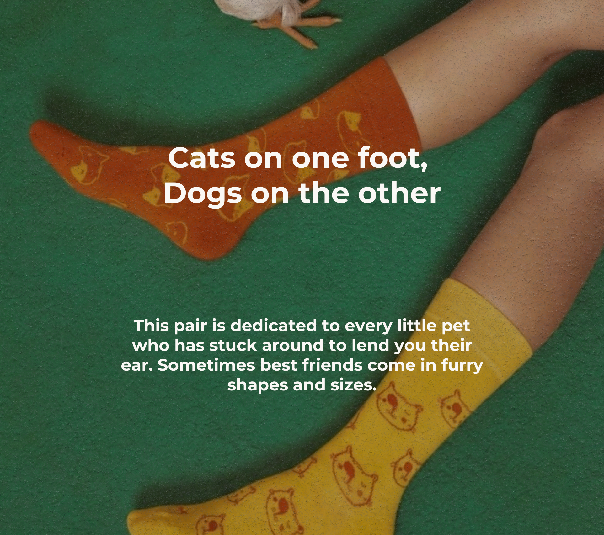 pet therapy